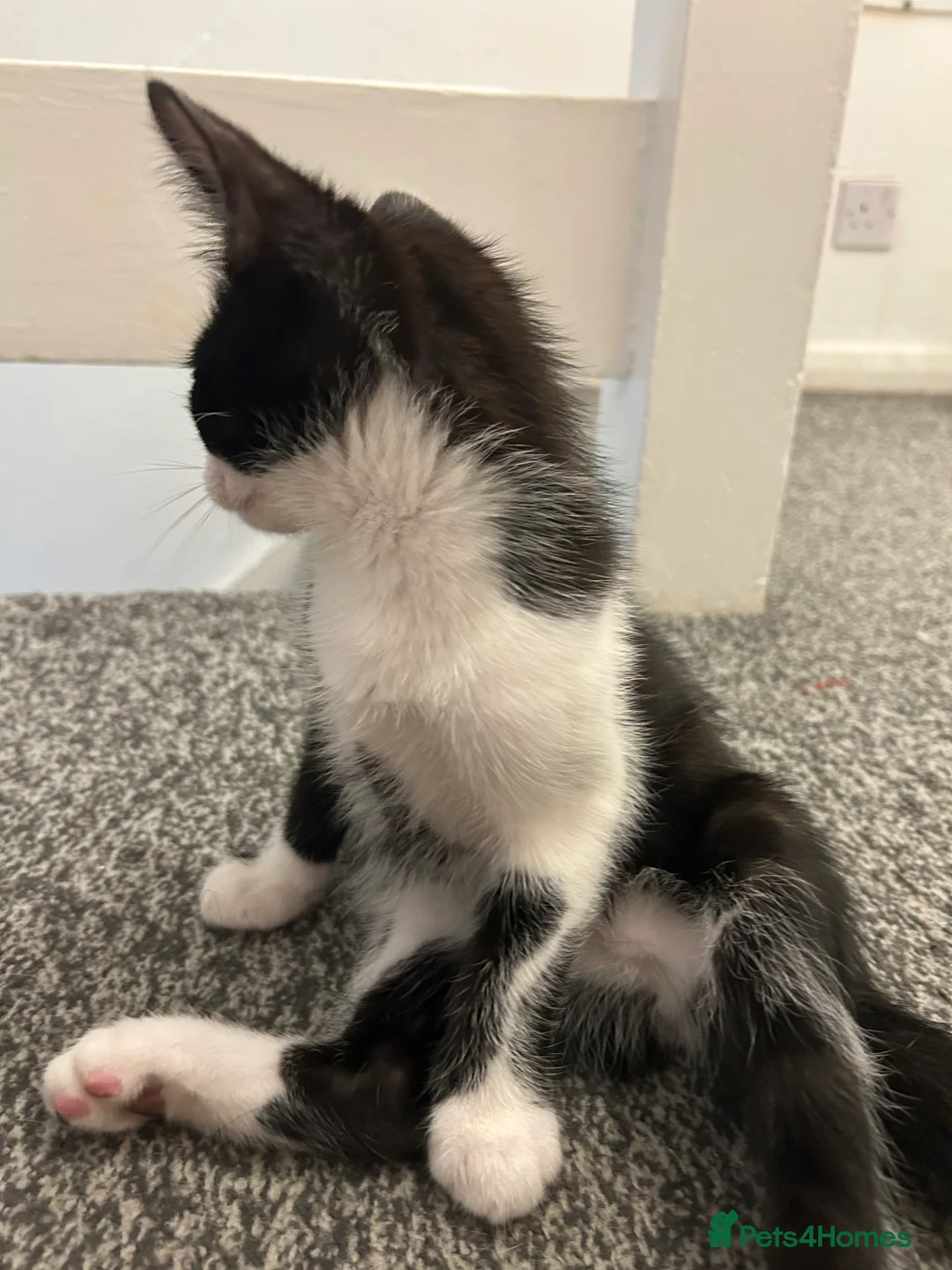 Mixed Breed cats for sale: 2 Adorable kittens  - Advert 5