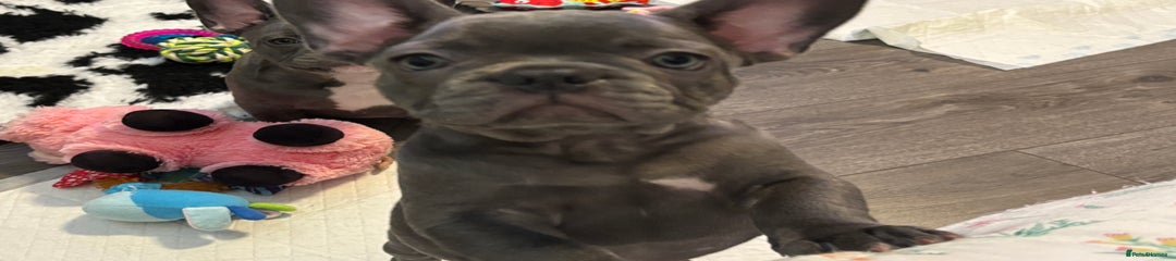 Frankie