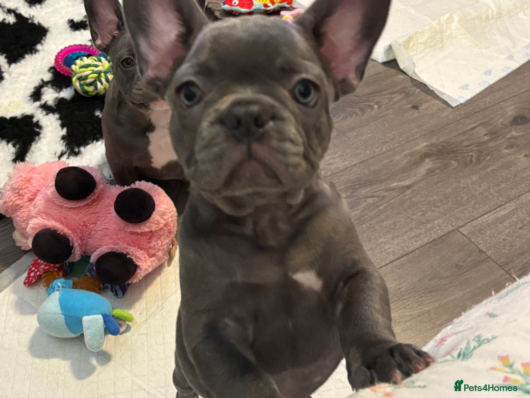 French Bulldog dogs for sale: 10 week old bat pigs ready for there new homes - Image 2
