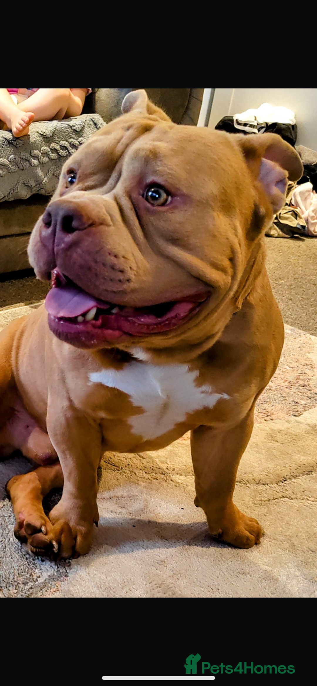 American Bully dogs for sale: American exotic pocket bully  - Advert 6