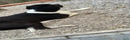 Mixed Breed dogs for sale: Great Dane cross in Burton-on-Trent - Advert 6