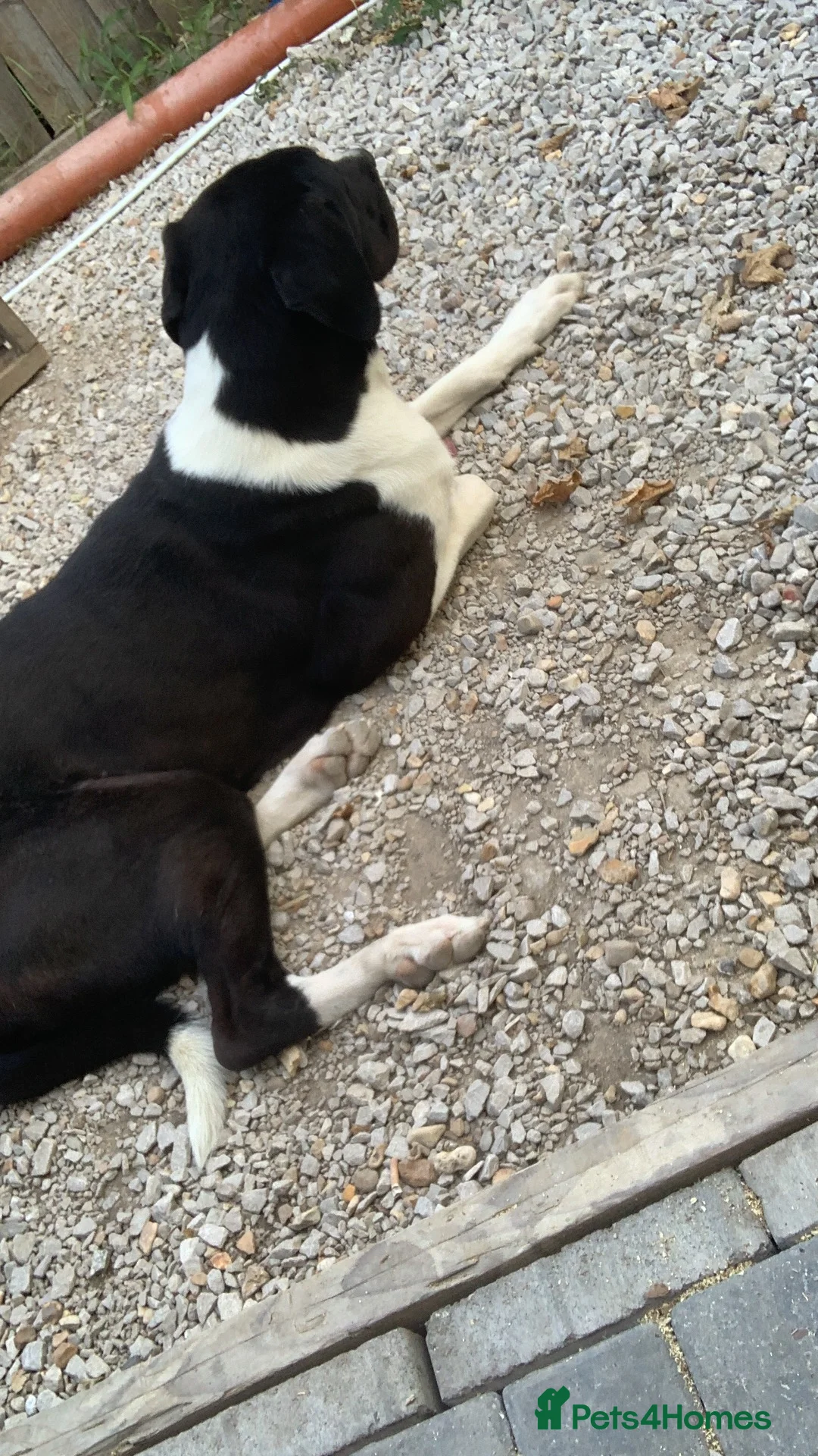 Mixed Breed dogs for sale: Great Dane cross in Burton-on-Trent - Advert 6