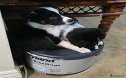 Border Collie dogs for sale: Stunning little litter of border collies  - Image 13