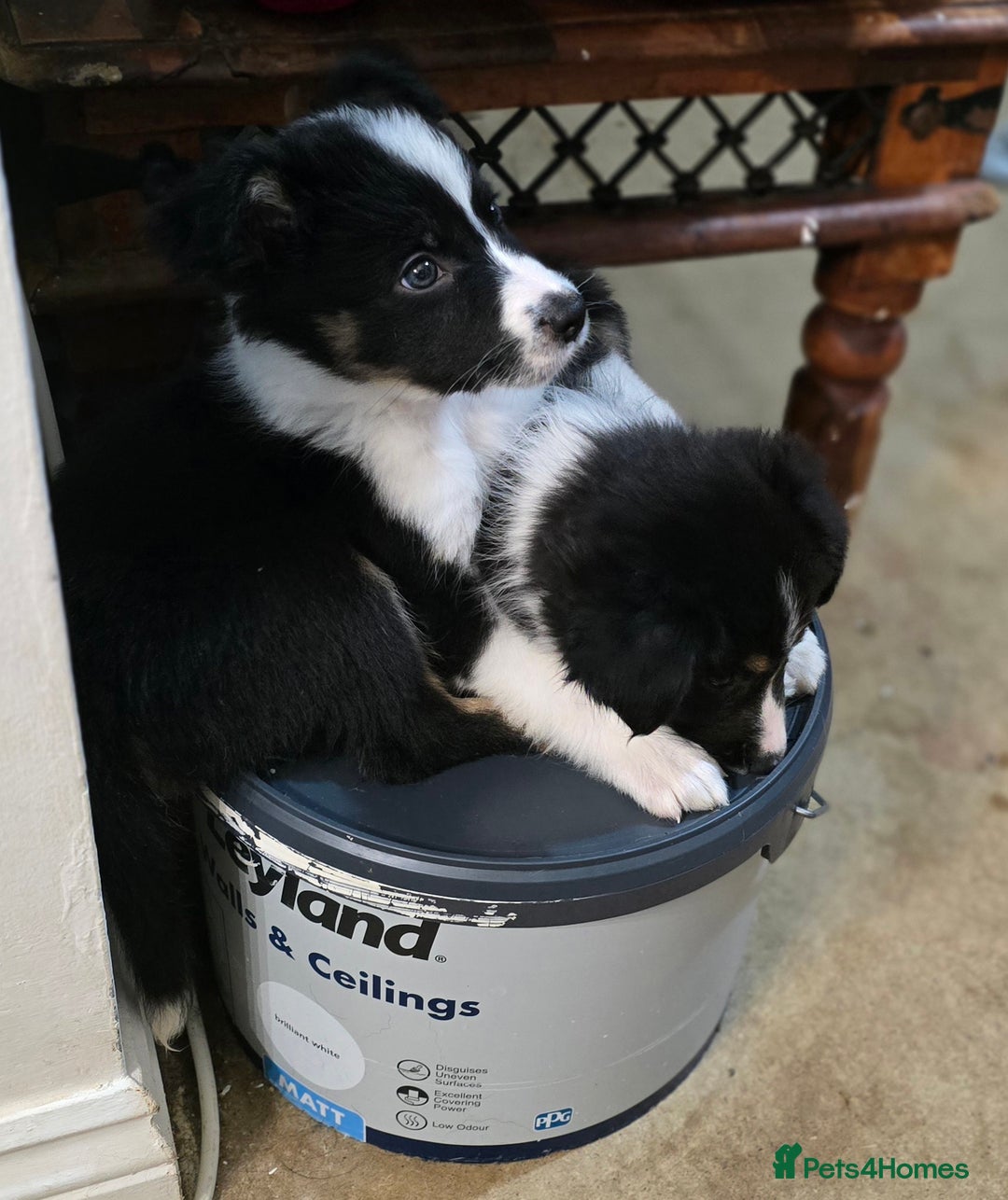 Border Collie dogs for sale: Stunning little litter of border collies  - Image 13