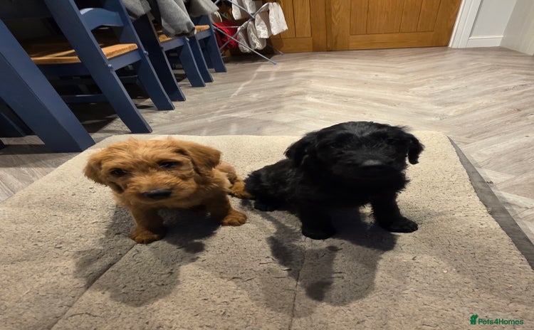 Labradoodle dogs - Advert 14