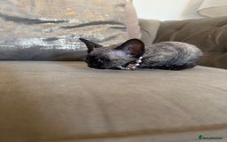 Devon Rex cats for sale: Two Adorable Devon Rex Kittens 💙🩷 - Image 15
