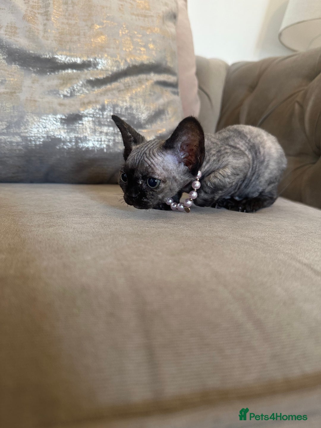 Devon Rex cats for sale: Two Adorable Devon Rex Kittens 💙🩷 - Image 15