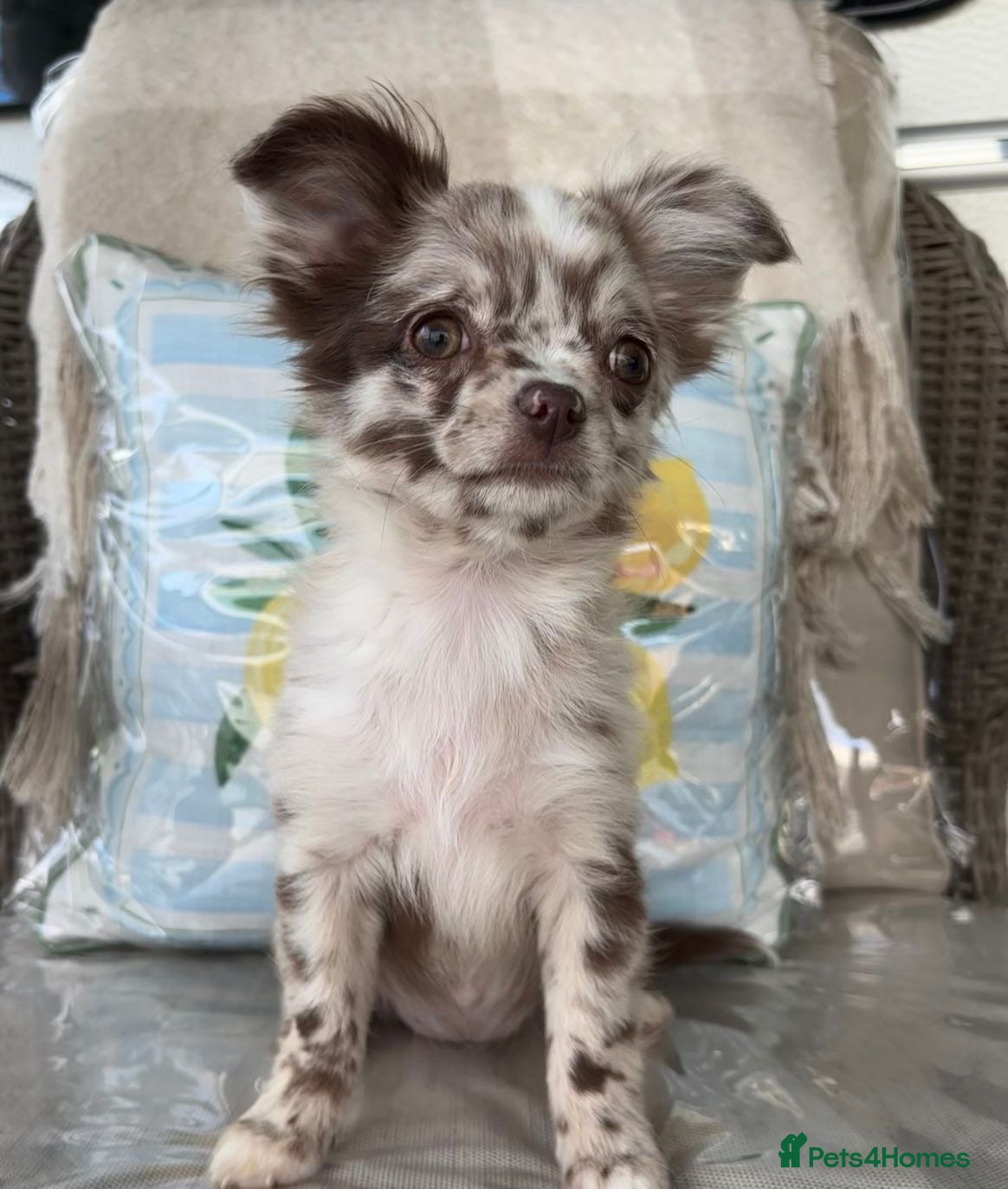 Chihuahua dogs Longcoat apple head chihuahua Russian blood lines - Advert 1