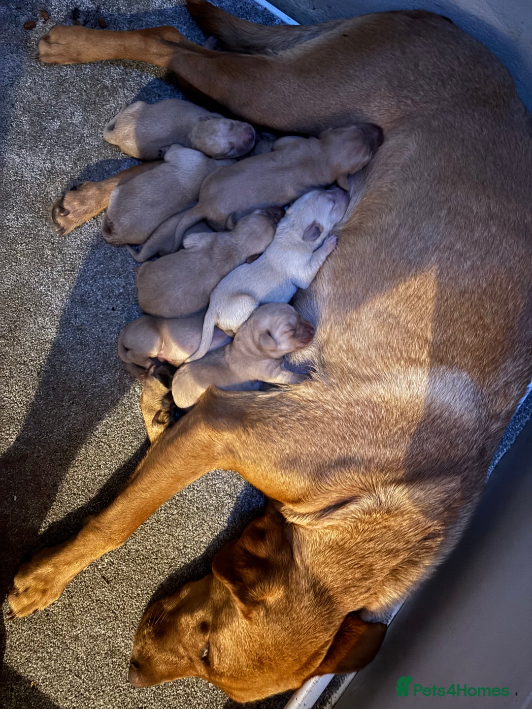 Labrador Retriever dogs for sale: 3 Beautiful Fox Red Labrador puppies - Image 7