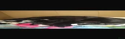 Mixed Breed cats for sale: Beautiful kittens ready to leave  in Lichfield - Advert 10