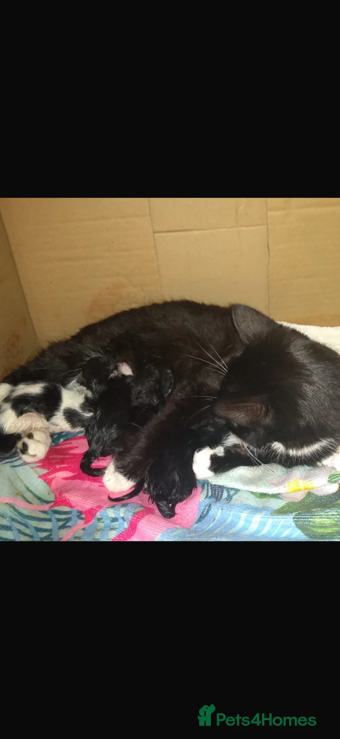 Mixed Breed cats for sale: Beautiful kittens ready to leave  in Lichfield - Advert 10