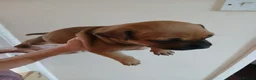 Staffordshire Bull Terrier dogs for sale: Staffordshire bull terrier puppies  - Advert 5