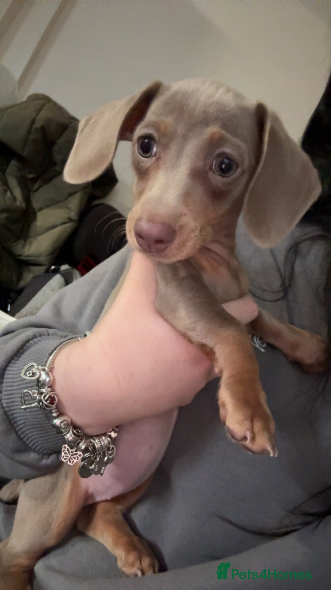 Miniature Dachshund dogs for sale: Isabella and tan miniature dachshund  - Advert 2