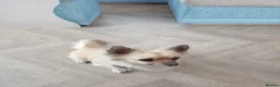 Chihuahua dogs for sale: Chiuhauahs looking for new home  in Hull - Advert 6