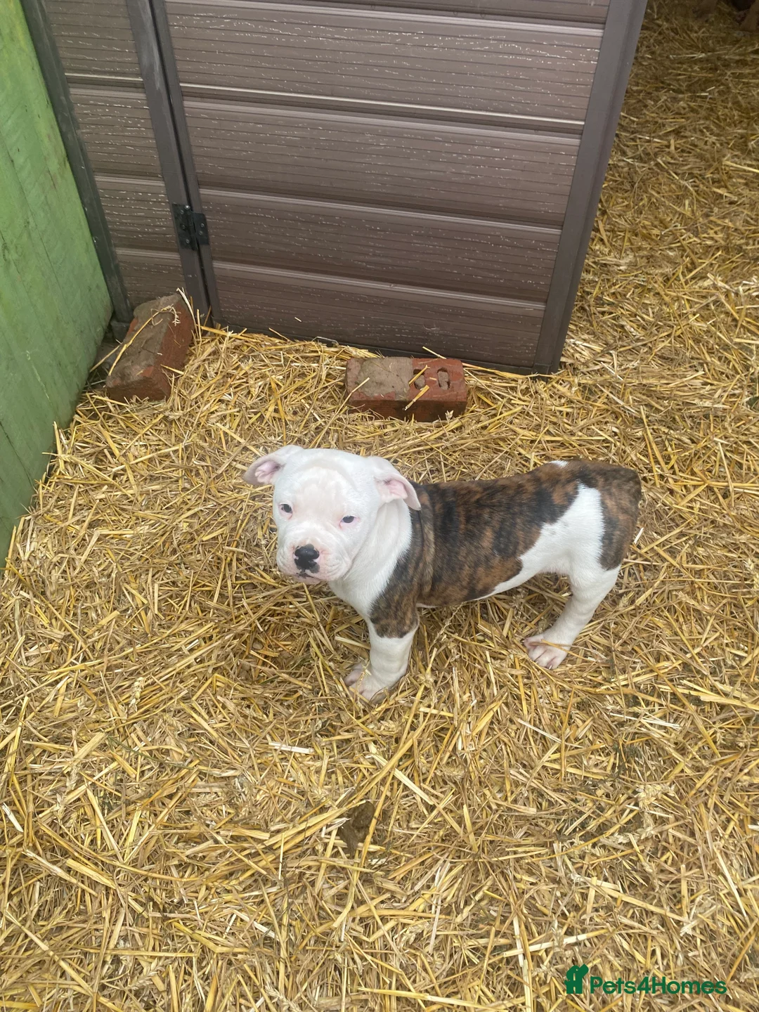 American Bulldog dogs for sale: American bulldog  - Advert 1