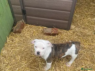 American Bulldog dogs American bulldog - Advert 7