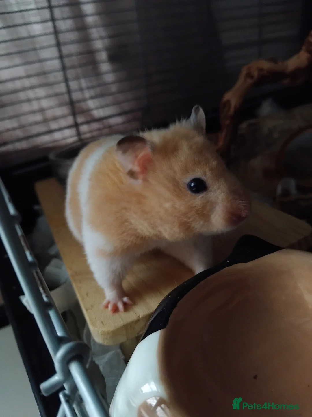 Hamster rodents for sale: 🐹 Female Syrian hamster available for adoption 🐹 - Advert 3