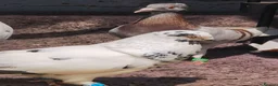 Pigeons birds for sale: TAME Adult Pet Pigeons & Pairs [Fancy Breeds] - Advert 9