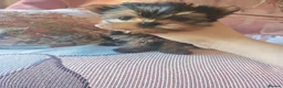 Yorkshire Terrier dogs for sale: The last boy waiting for you - Advert 34