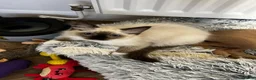 Ragdoll cats for sale: 🏵️Champion lines- Ragdoll kittens - Seal mitted  - Advert 2