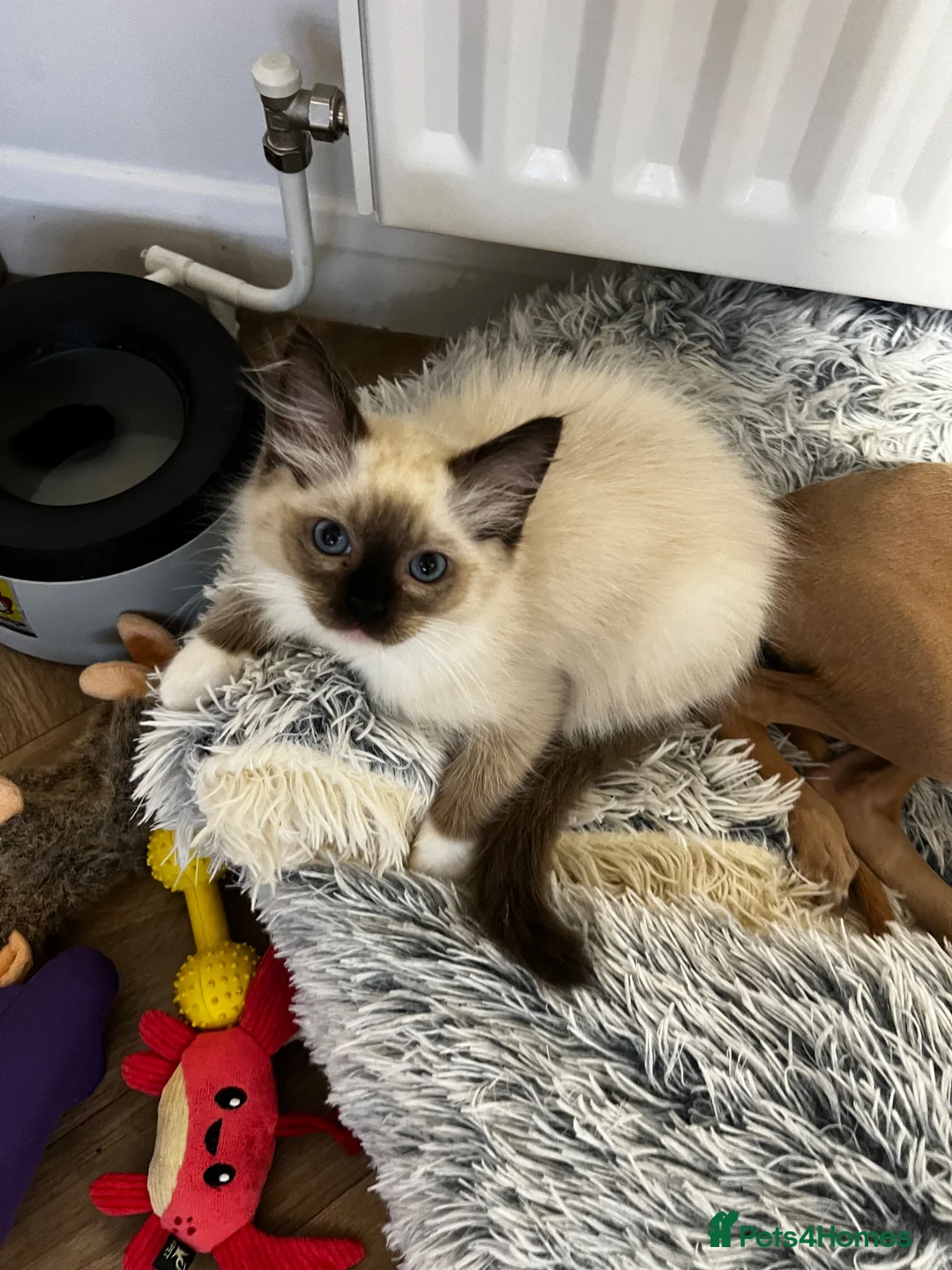 Ragdoll cats for sale: 🏵️Champion lines- Ragdoll kittens - Seal mitted  - Advert 2