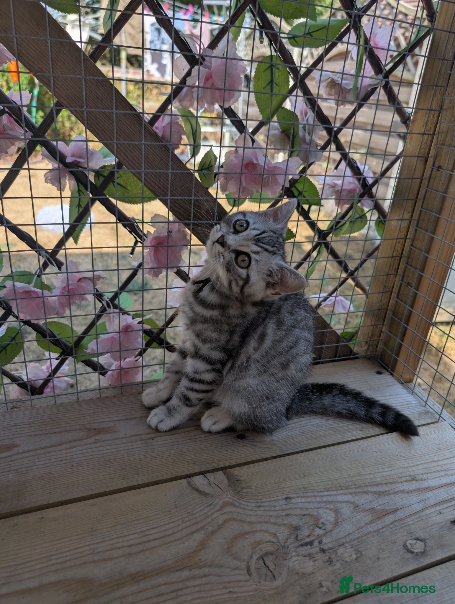 British Shorthair cats Full British shorthairs kittens READY NOW! - Advert 10