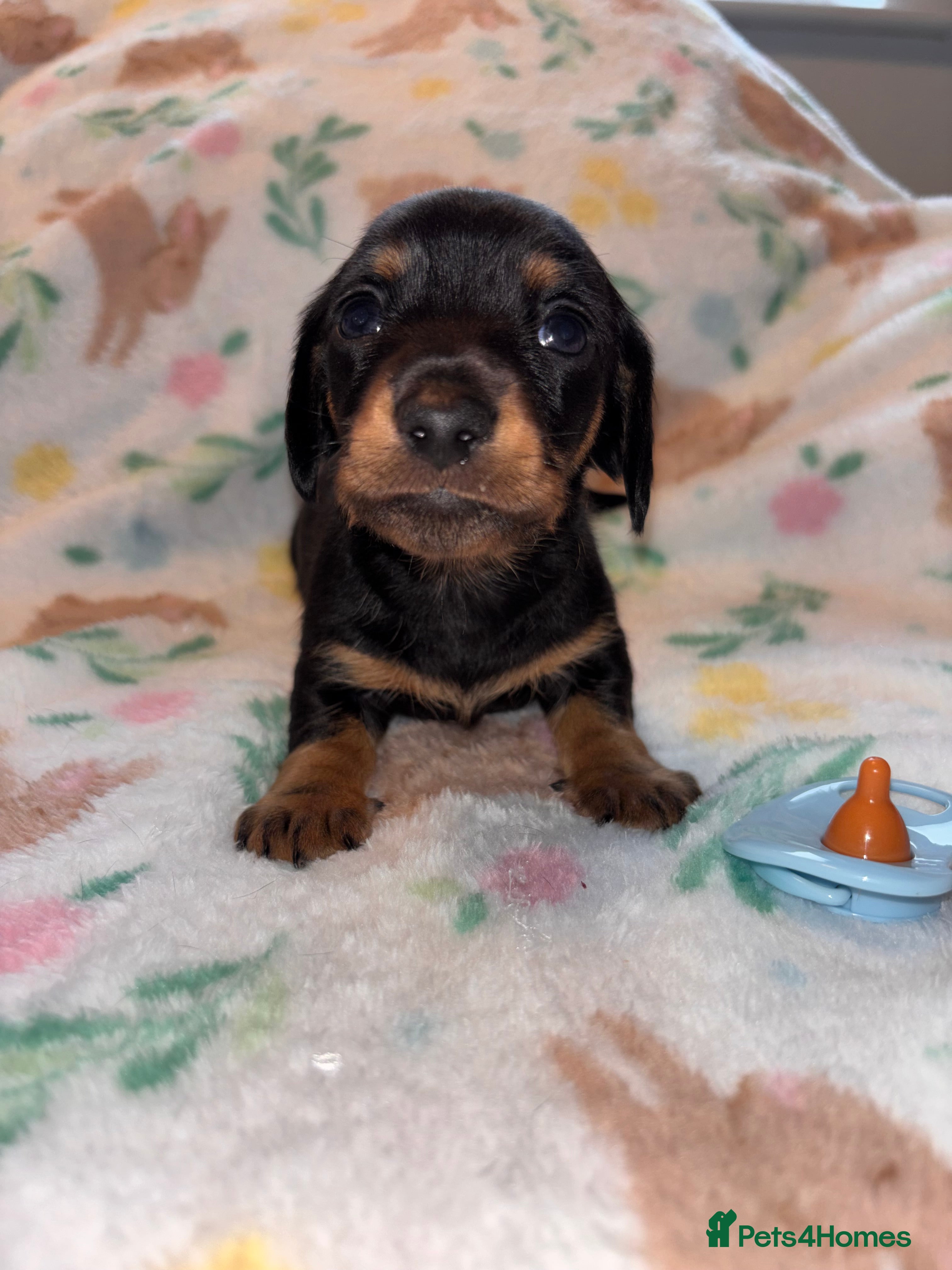 Miniature Dachshund dogs Dreamy miniature dachshunds  - Advert 1