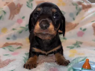 Miniature Dachshund dogs Dreamy miniature dachshunds - Advert 4