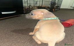 Mixed Breed dogs for sale: French bulldog mix - Image 18