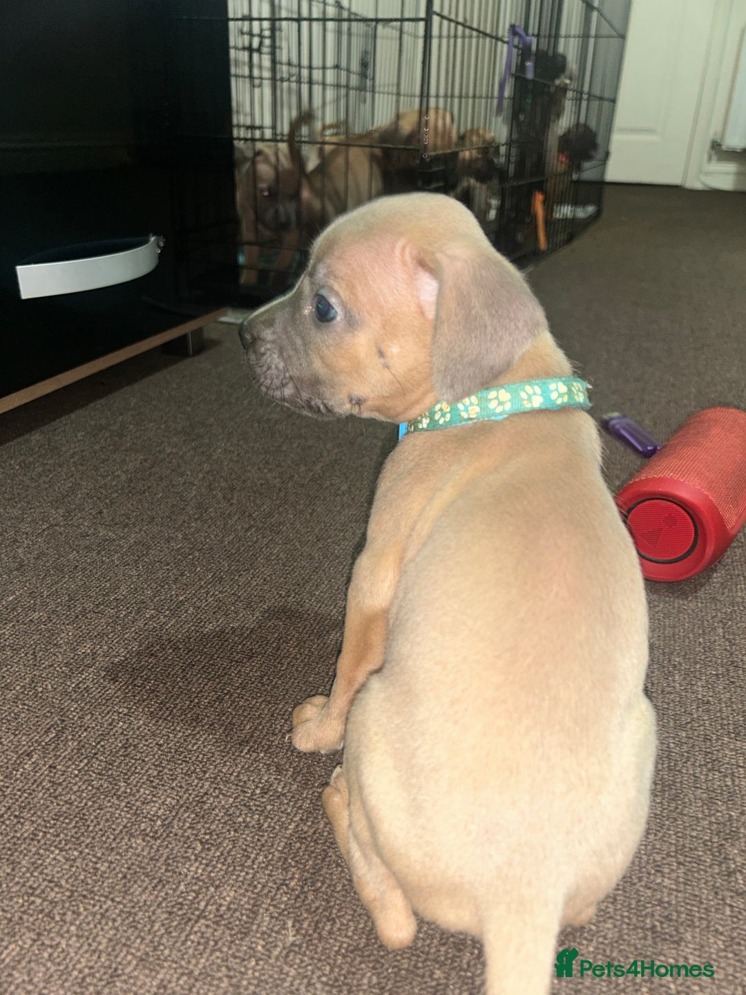 Mixed Breed dogs for sale: French bulldog mix - Image 18