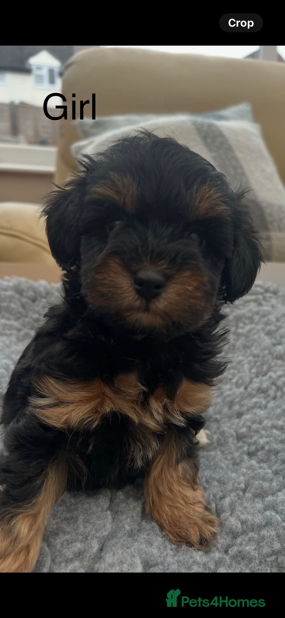 Schnoodle dogs for sale: American Toy Schnoodle Puppies *READY TO GO* - Advert 17