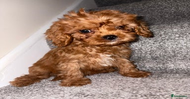 Cavapoo dogs in Dudley - Advert 2
