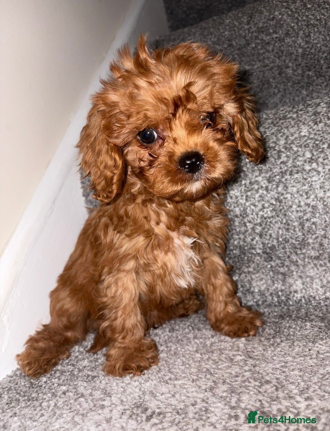 Cavapoo dogs for sale: Health tested clear 5⭐️ F1 Toy cavapoo puppys  in Dudley - Image 3