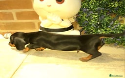 Miniature Dachshund dogs for sale: Kc registered quality mini dachshund puppies - Image 18