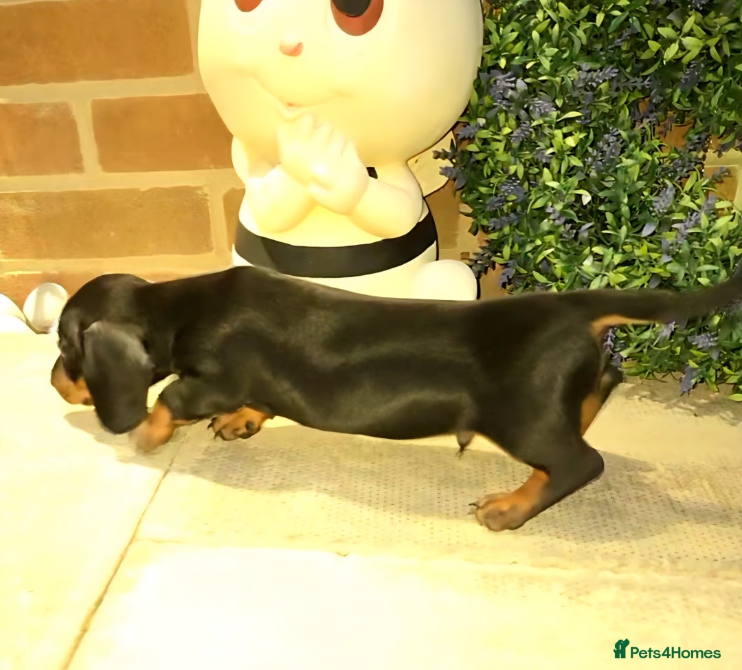 Miniature Dachshund dogs for sale: Kc registered quality mini dachshund puppies - Image 18