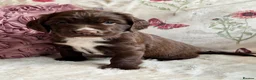 Sprocker dogs for sale: Sprocker Spaniel pups  in Stranraer - Advert 3