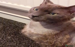 Devon Rex cats for sale: Devon rex - Advert 1