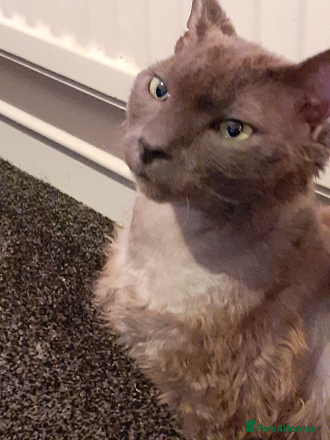 Devon Rex cats for sale: Devon rex - Advert 1