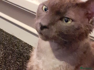 Devon Rex cats Devon rex - Advert 1