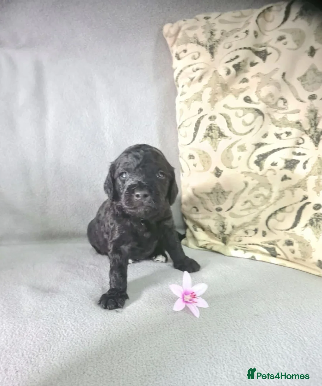 Cockapoo dogs for sale: Cockerpoo puppies  in Livingston - Advert 2