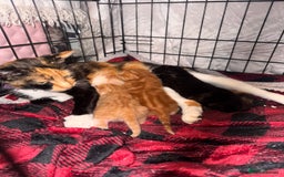 Brazilian Shorthair cats for sale: ***** Beautiful babies ***** - Image 7