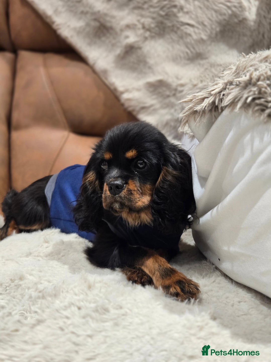 Cavalier King Charles Spaniel dogs for sale: KC Reg Female Cavalier  - Advert 9