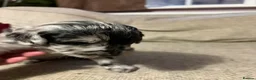 Double Doodle dogs for sale: Adorable Double Doodles - blue Merle, choc, black - Advert 19