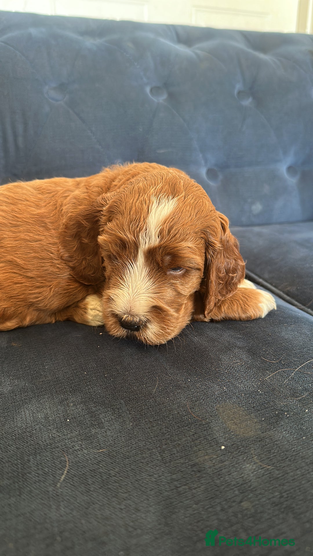 Irish Doodle dogs for sale: Gorgeous Miniature F1 Irish Doodles - Image 7