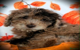 Cockapoo dogs for sale: Ready to go 10 October tiny toy cockapoos  - Image 13