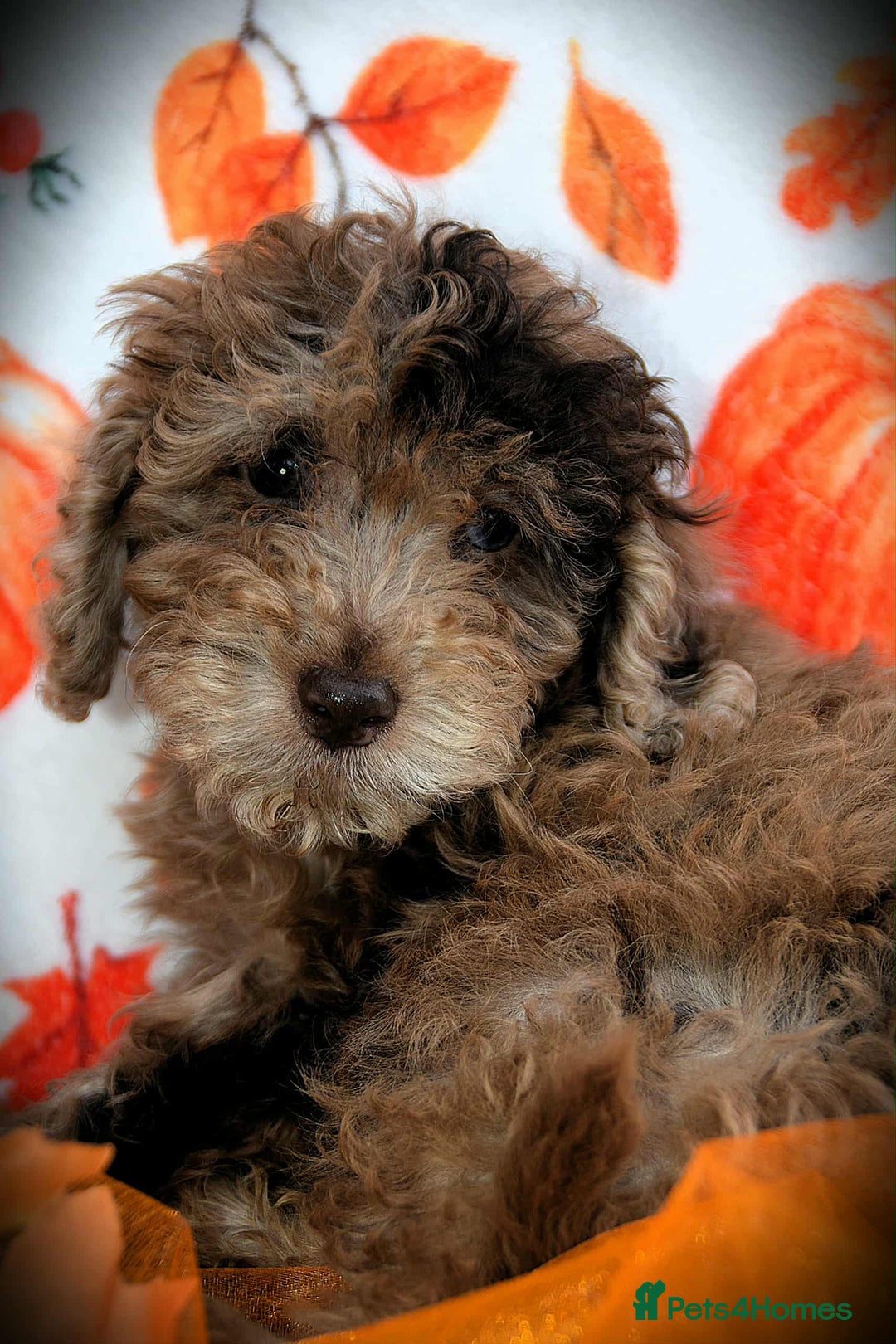 Cockapoo dogs for sale: Ready to go 10 October tiny toy cockapoos  - Image 13