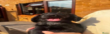 Cocker Spaniel 2