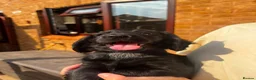Cocker Spaniel dogs for sale: Cocker Spaniel Puppies  in Evesham - Advert 10