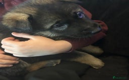 German Shepherd dogs for sale: 4 beautiful female German shepherd pups  - Image 5