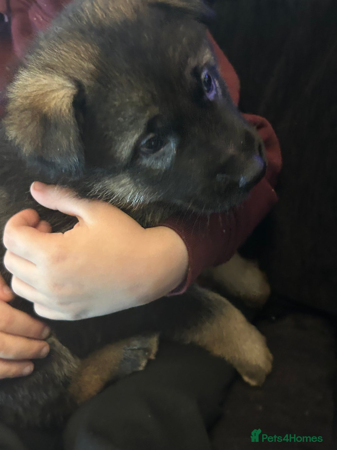 German Shepherd dogs for sale: 4 beautiful female German shepherd pups  - Image 5
